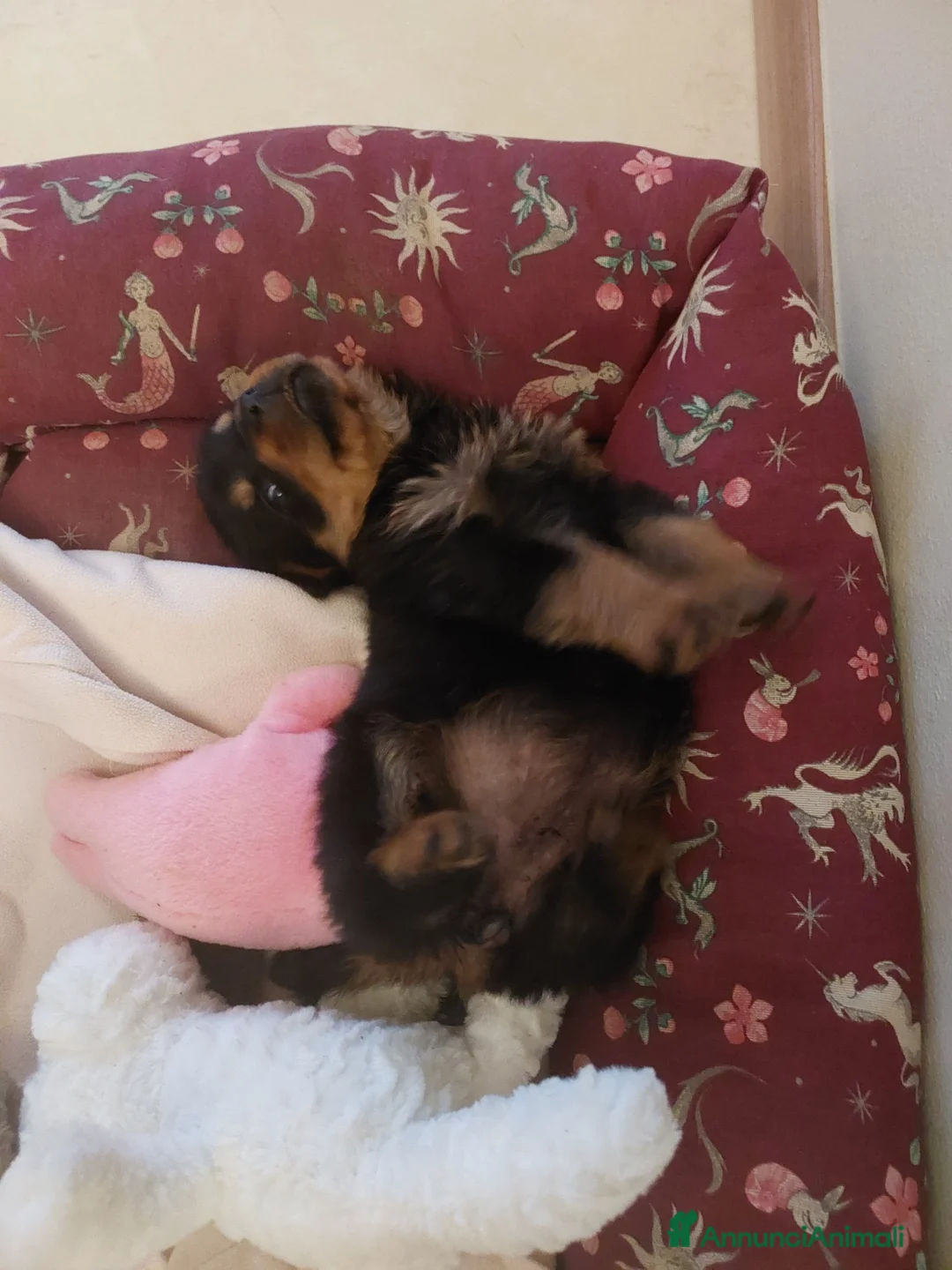 Rottweiler cani in vendita: Cuccioli di ROTTWEILER  - Annuncio 2