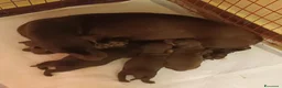Bassotto cani in vendita: Bassotto cioccolato  con Pedigree ENCI. - Annuncio 8