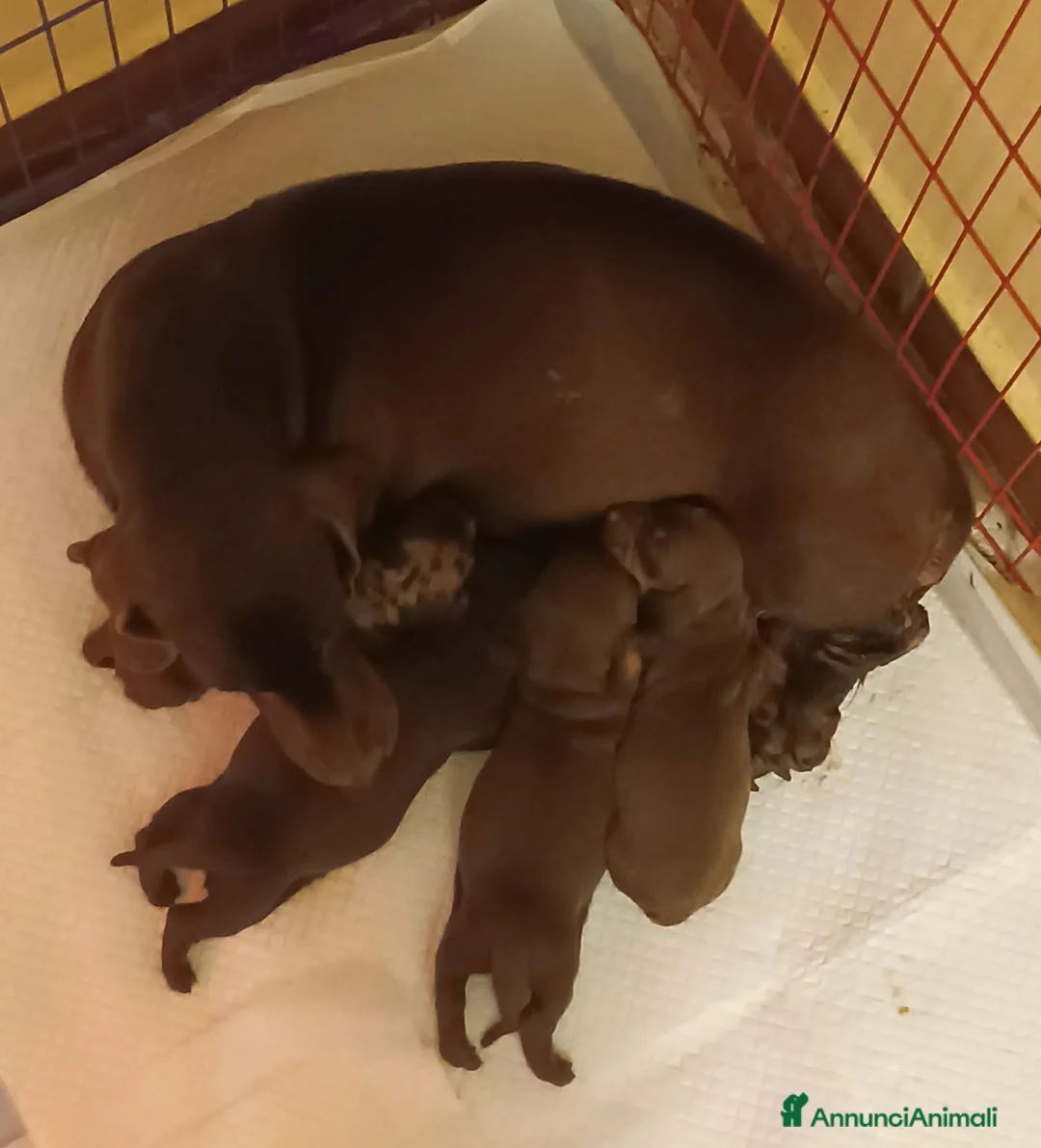 Bassotto cani in vendita: Bassotto cioccolato  con Pedigree ENCI. - Annuncio 8