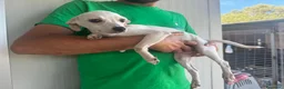 Meticcio cani in regalo: CUCCIOLA TG P - Annuncio 3