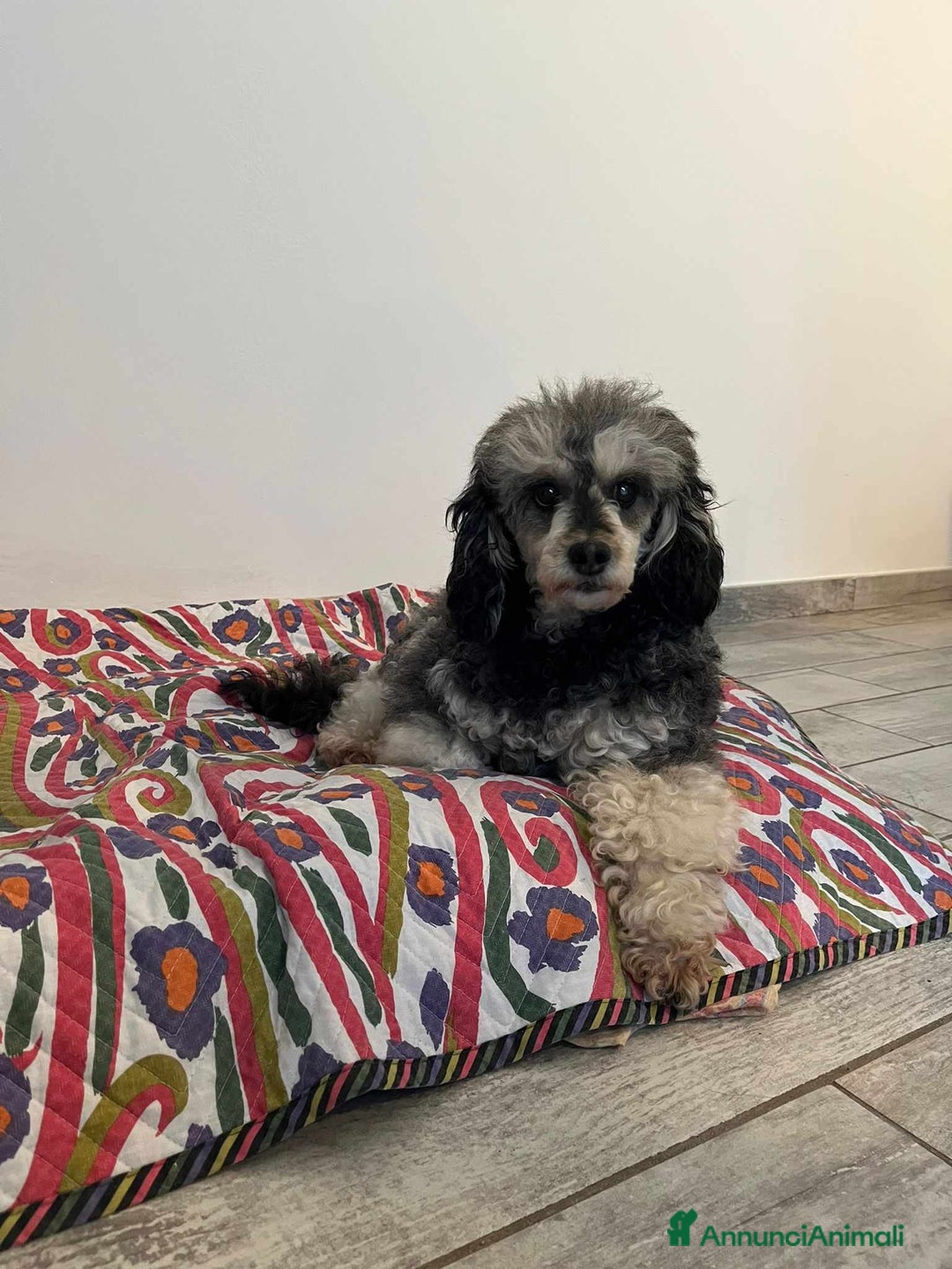 Barboncino cani in regalo: FRAGOLA & CILIEGIA, simpaticissime BARBOCINE - Annuncio 11