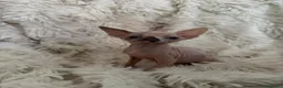 Sphynx gatti in vendita: Sphynx gatto nudo - Annuncio 5