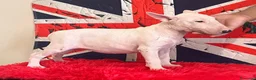 Bull Terrier cani in vendita: Cucciola di BULL TERRIER inglese  a Città metropolitana di Roma Capitale - Annuncio 3