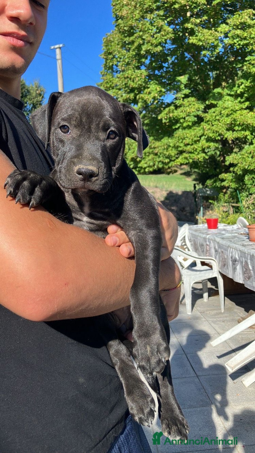 Meticcio cani in vendita: Vendita Cuccioli - Immagine 1