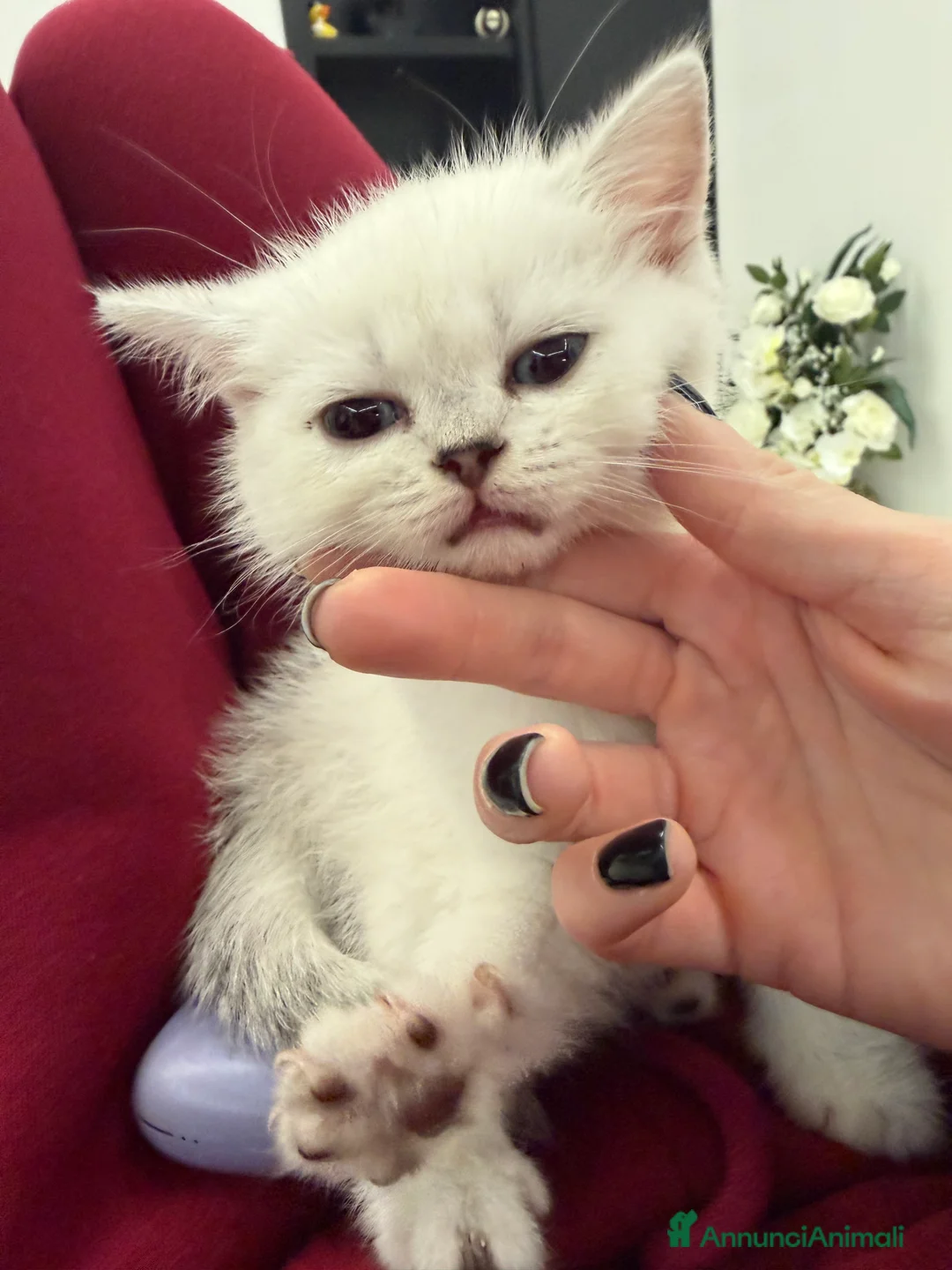 Scottish gatti in vendita: Scottish Straight  - Annuncio 4