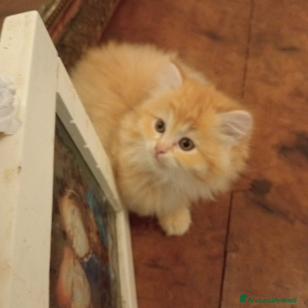 Persiano gatti in vendita: Gattini persiani normotipo  - Annuncio 17