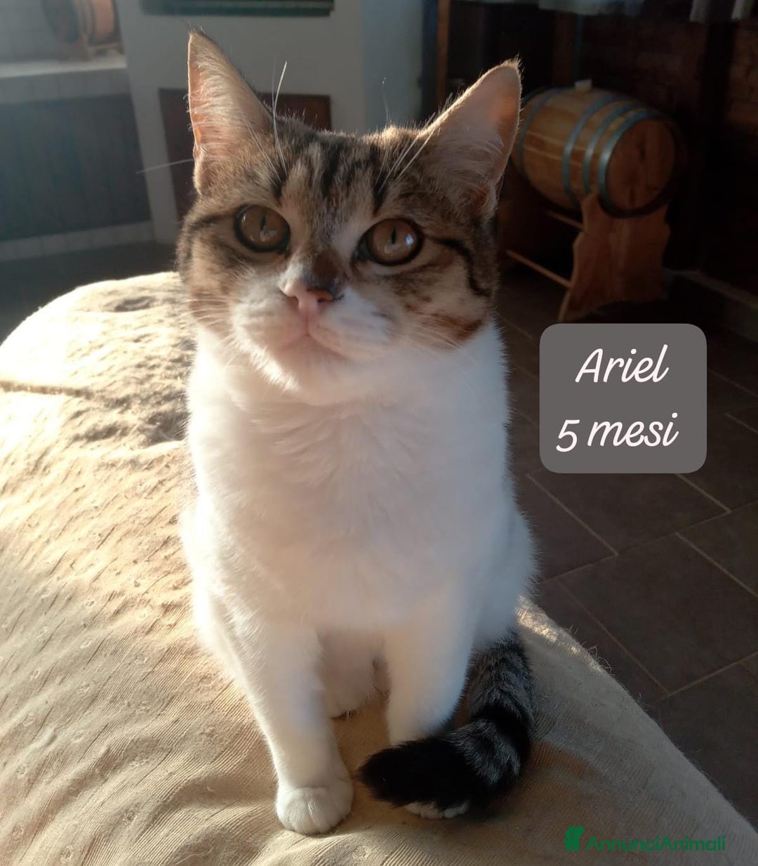 Altre razze gatti in regalo: Gattini destinati alla colonia  - Annuncio 11