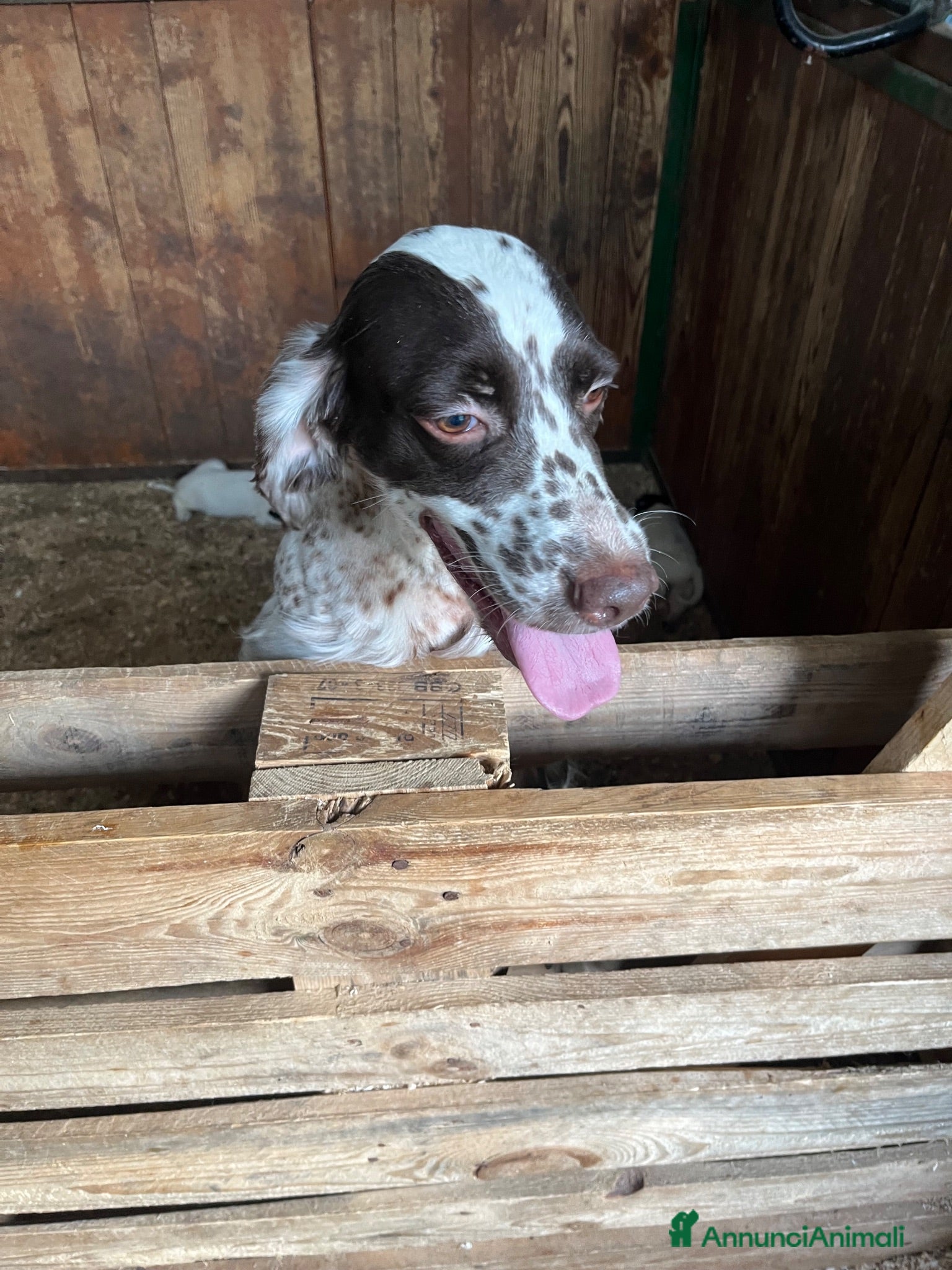 Setter Inglese cani Cuccioli setter inglese - Annuncio 20