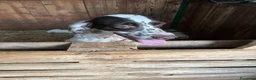 Setter Inglese cani in vendita: Cuccioli setter inglese a Provincia di Bergamo - Annuncio 1