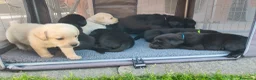 Labrador cani in vendita: Ultimo maschietto giallo di labrador retriever  a Provincia di Novara - Annuncio 4