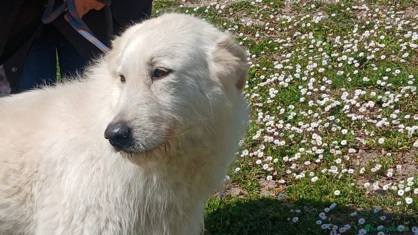 Meticcio cani in regalo: ROBERTA PAROLA D'ORDINE ALLEGRIA...IN ADOZIONE - Annuncio 3