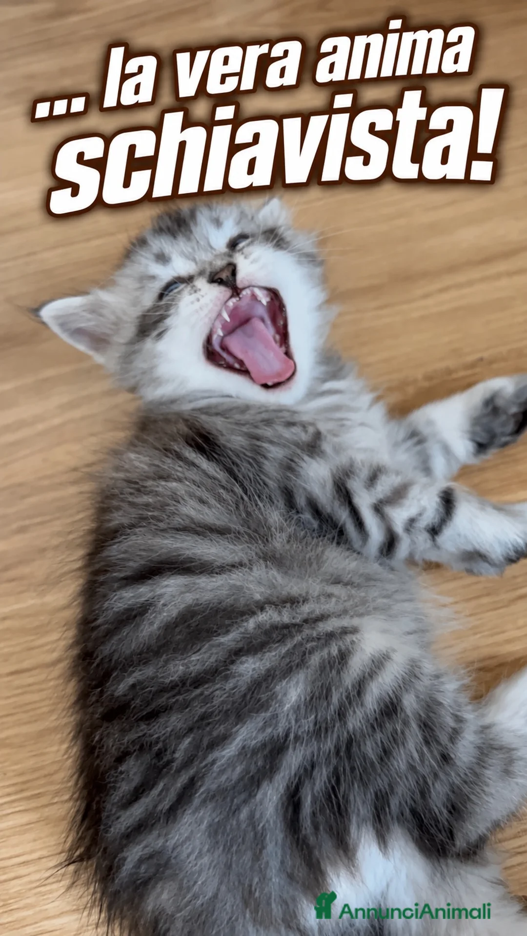 Siberiano gatti in vendita: SIBERIANO GATTINO IPOALLERGENICO  - Annuncio 1