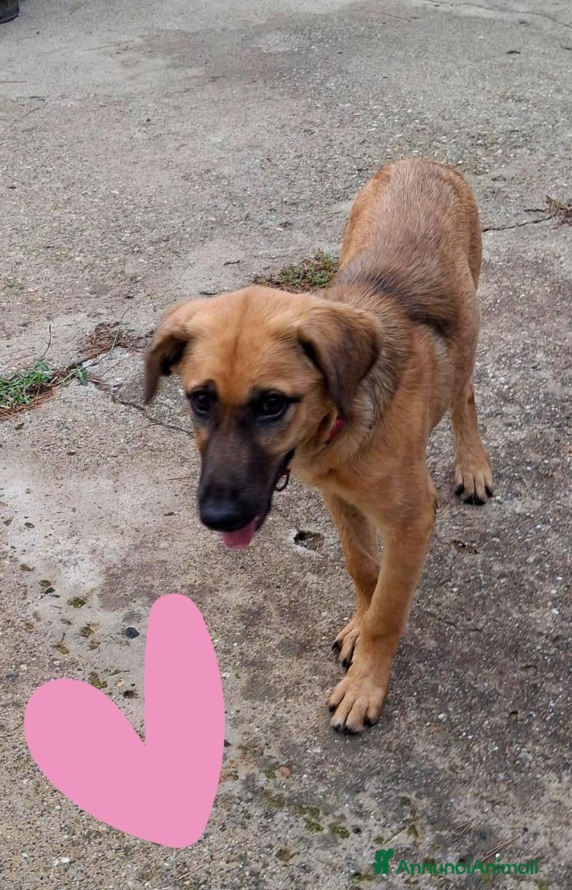 Meticcio cani MORA 🩷 - cucciola di 5 mesi salvata dalla strada - Annuncio 33