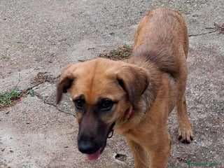 Meticcio cani MORA 🩷 - cucciola di 5 mesi salvata dalla strada - Annuncio 33