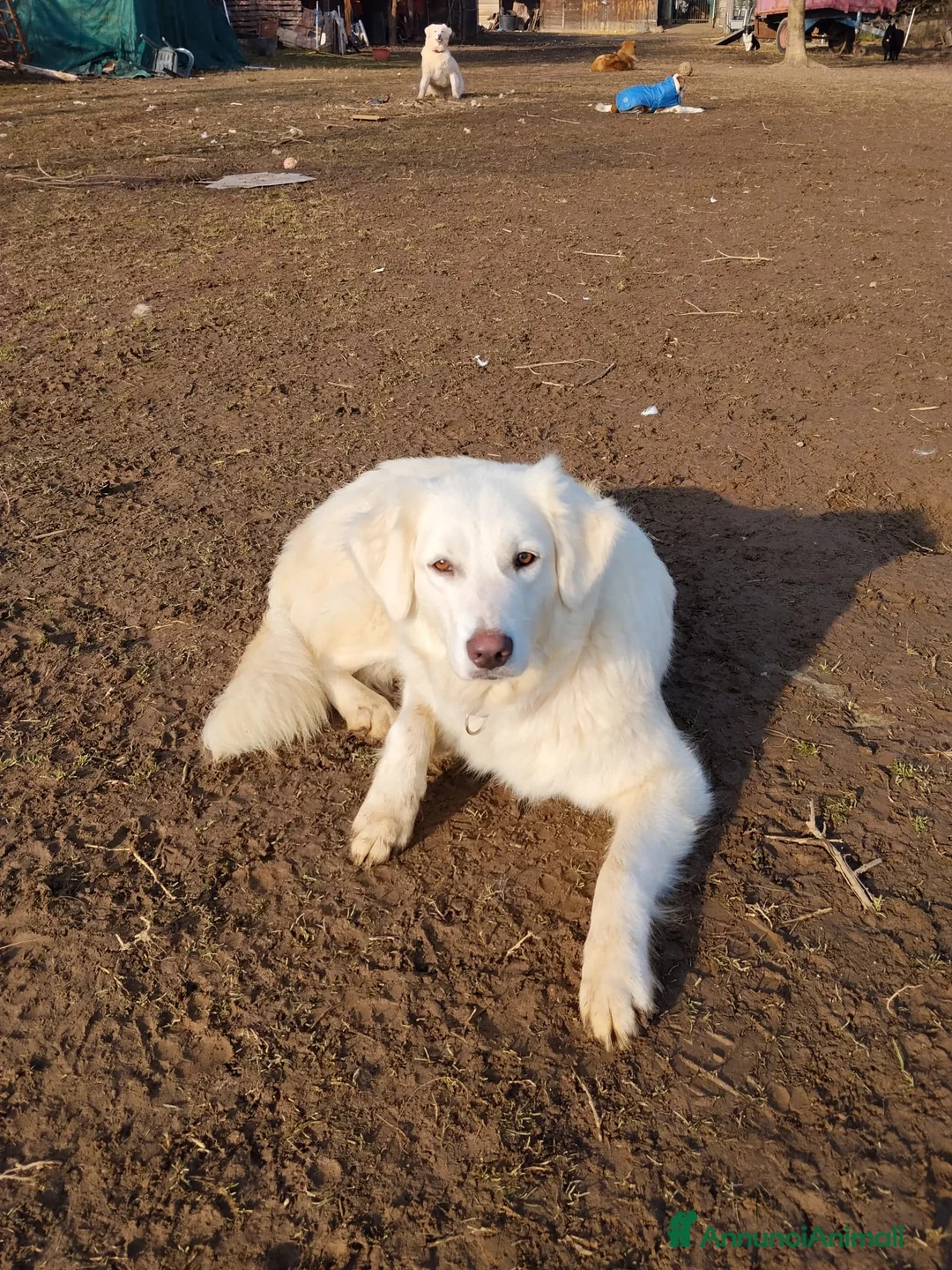 Meticcio cani in regalo: Emma  - Annuncio 4