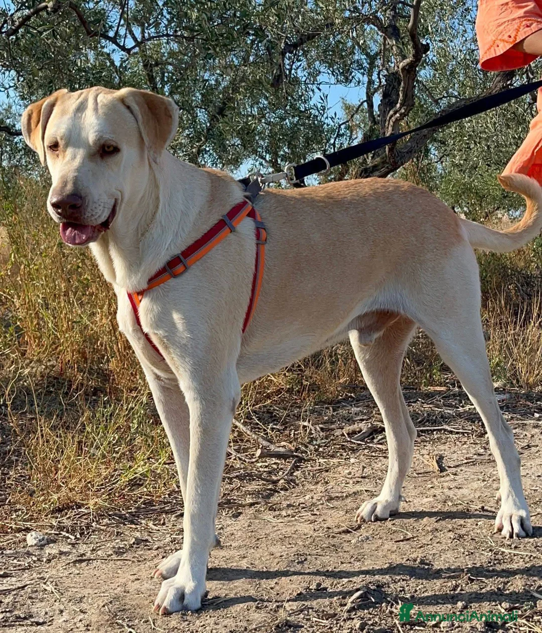 Meticcio cani in regalo: VASCO chiede una famiglia - Annuncio 2