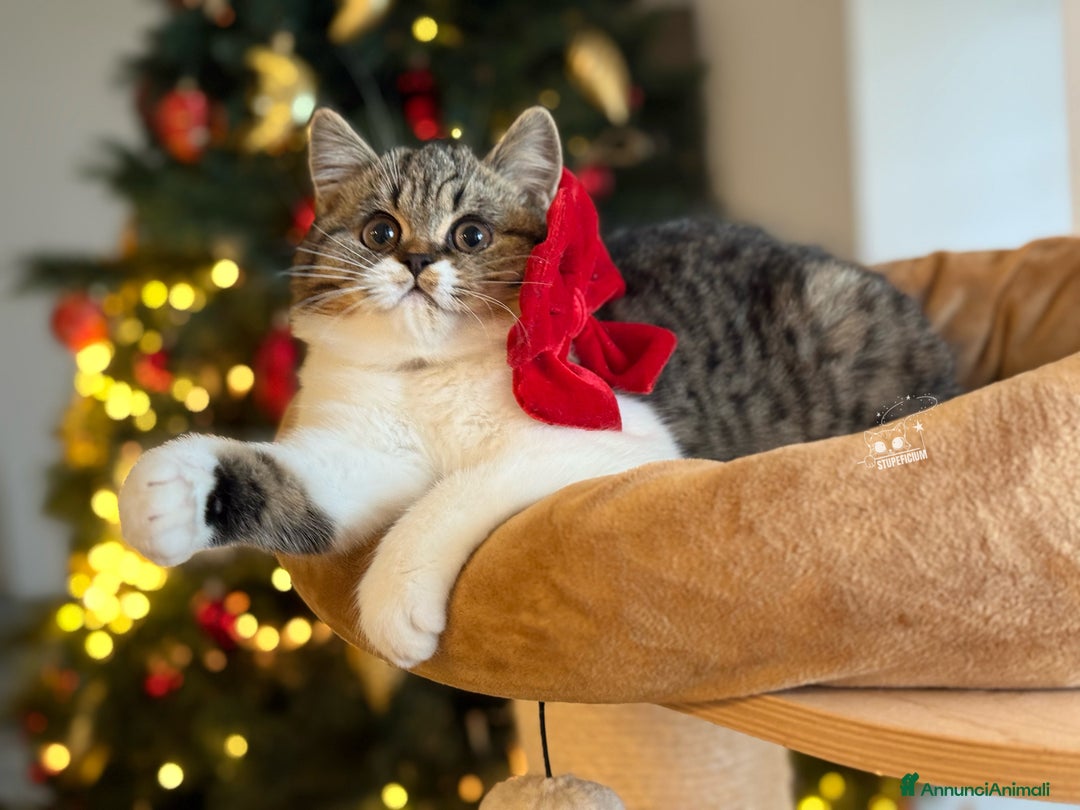 Scottish gatti in vendita: Stupeficium Amos - Scottish Straight - Annuncio 1