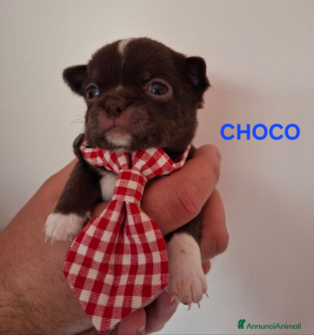 Chihuahua cani in vendita: Chihuahua  - Annuncio 3