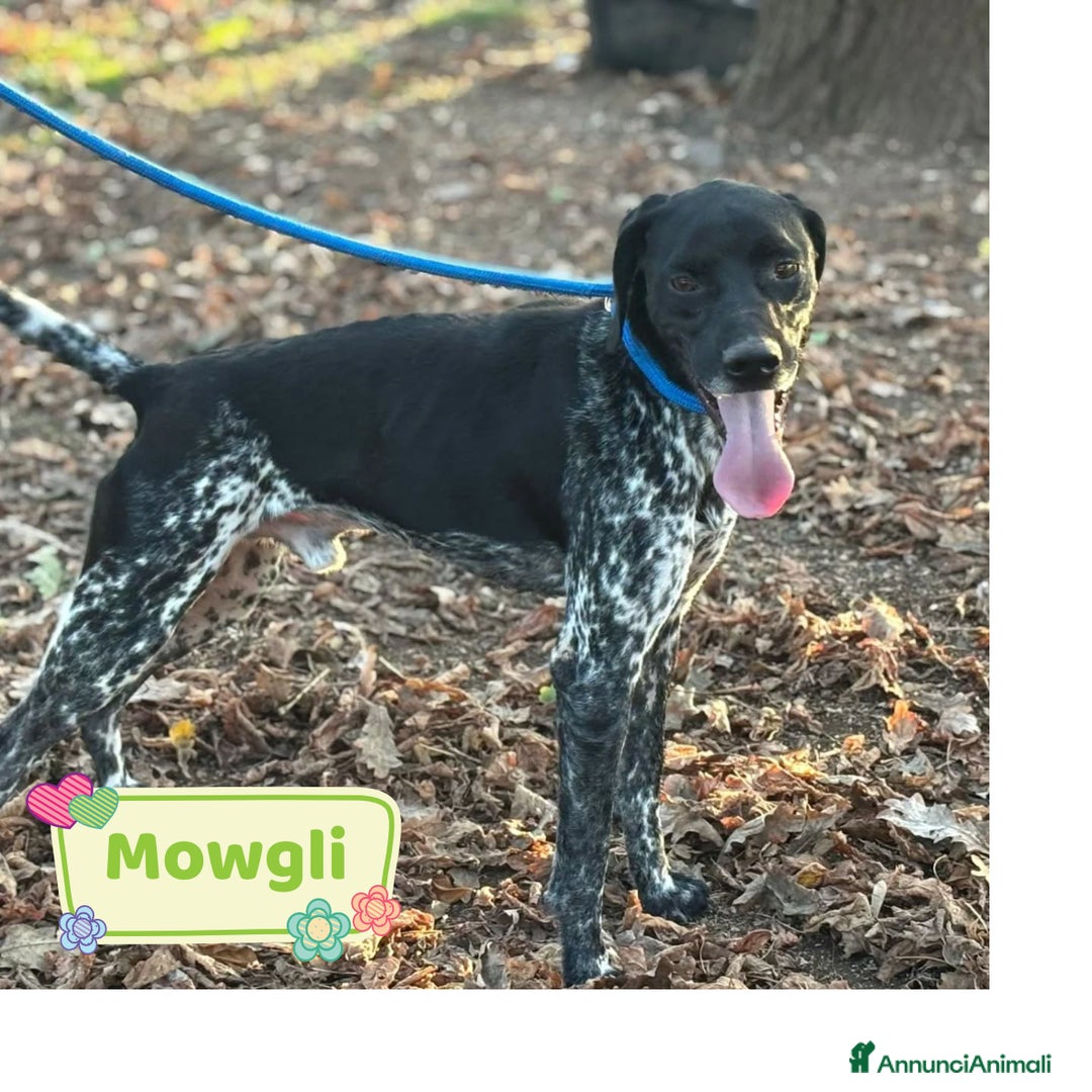 Altre razze cani in regalo: Mowgli bracco pointer cerca casa in adozione - Annuncio 1