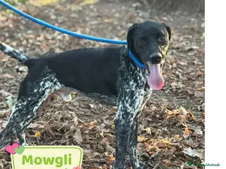 Altre razze cani Mowgli bracco pointer cerca casa in adozione - Annuncio 5