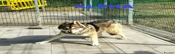 Husky cani in regalo: SKY ed ALPHA meravigliosi husky - Annuncio 2