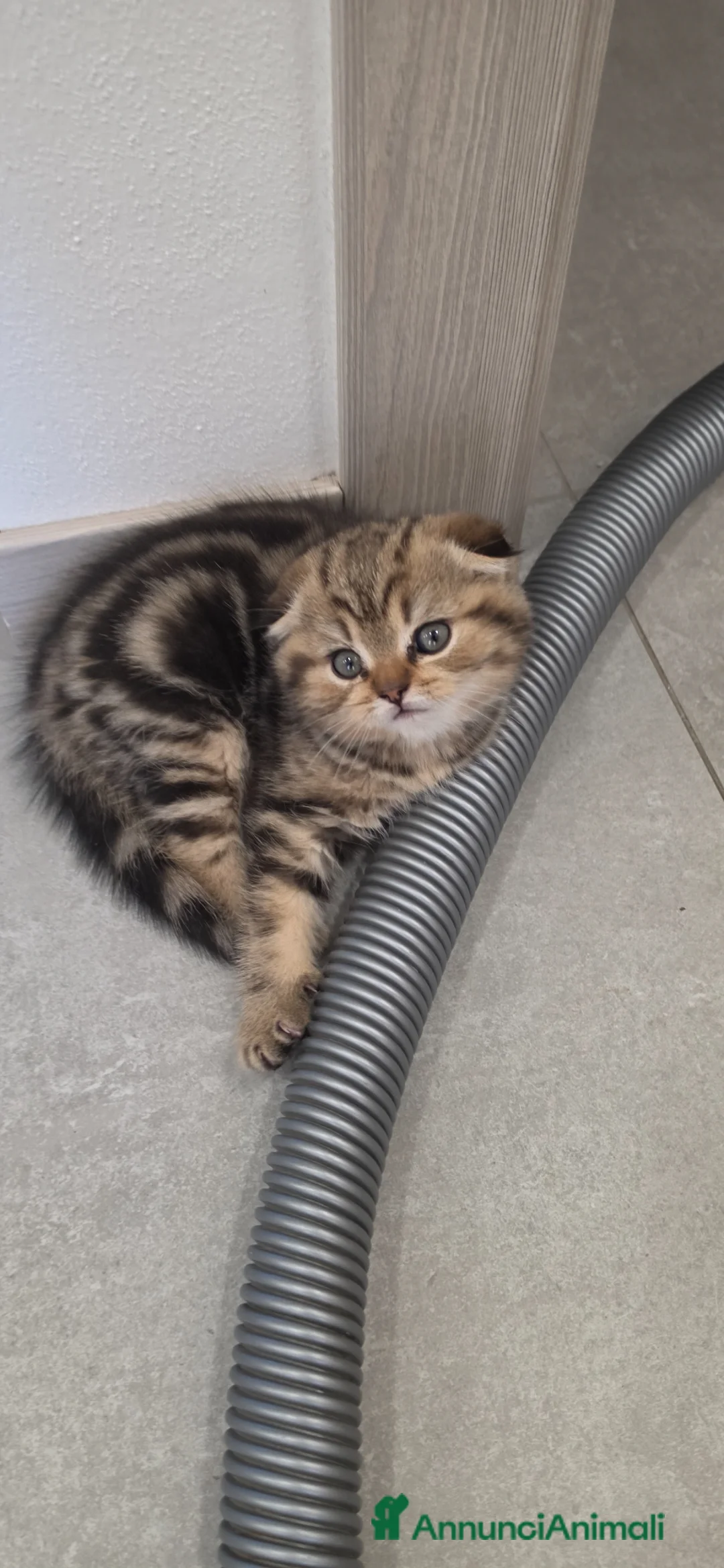Scottish gatti in vendita: Maschio scottish fold - Annuncio 4
