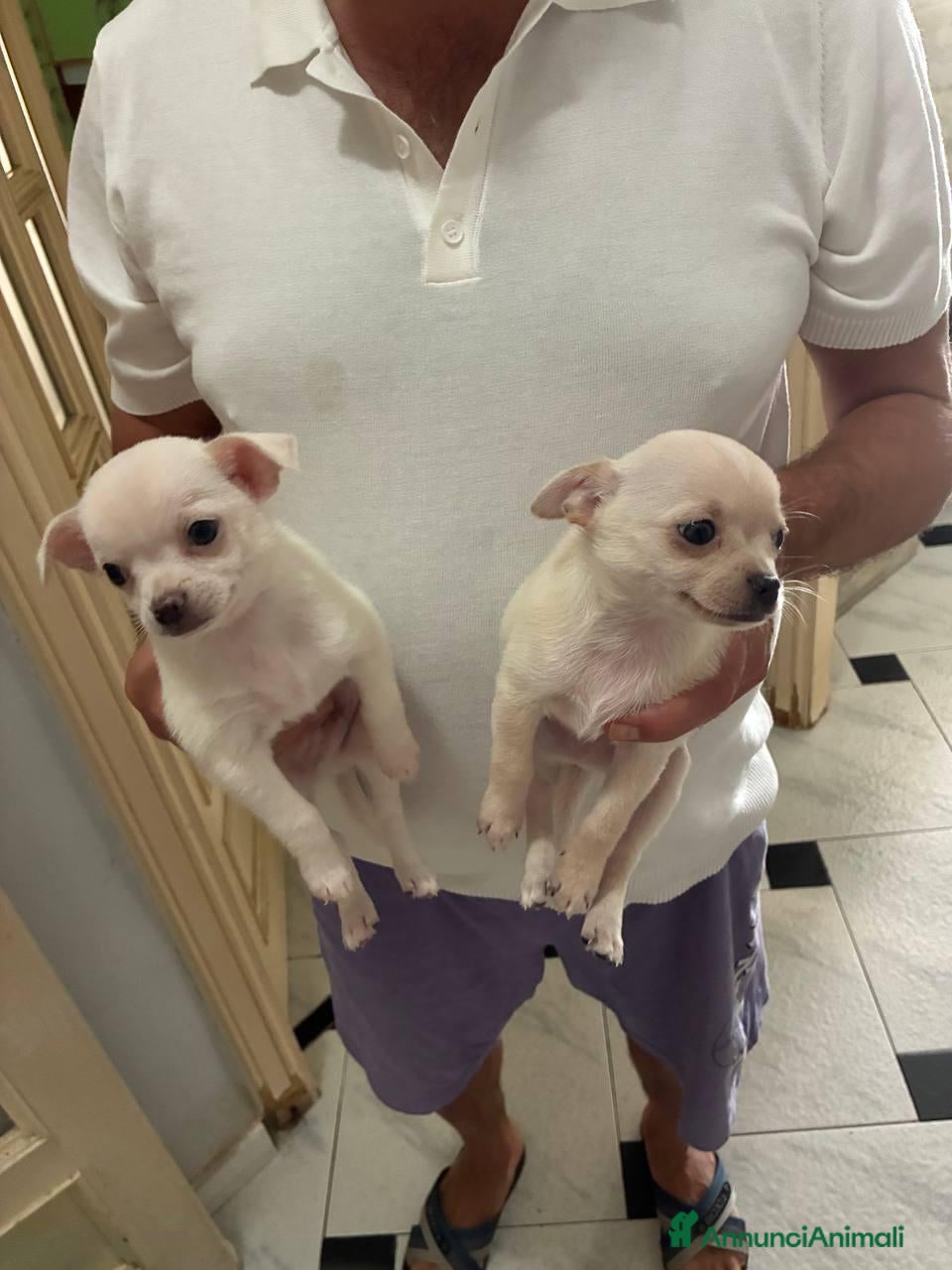 Chihuahua cani 2 chihuahua maschi bianco e beige - Annuncio 1