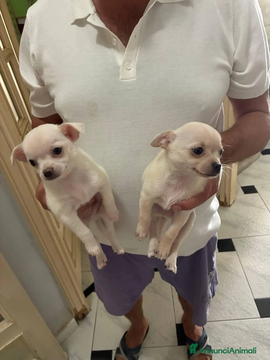 Chihuahua cani in vendita: 2 chihuahua maschi bianco e beige - Annuncio 1