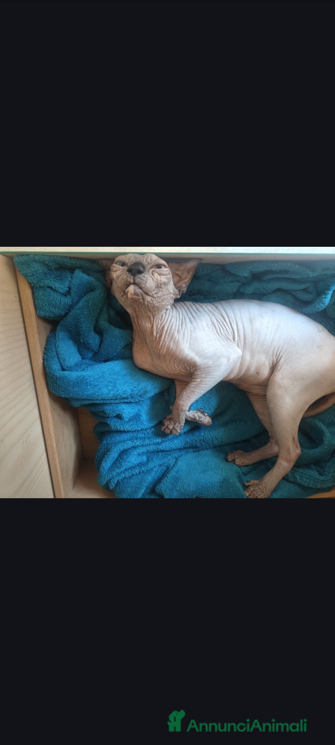 Sphynx gatti in vendita: Cucciola di canadian sphynx - Annuncio 2