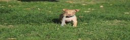 Pitbull cani in vendita: Cuccioli Pit Bull con Pedigree anche a rate - Annuncio 10