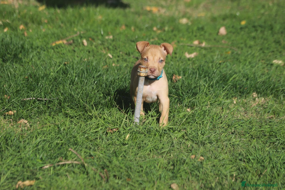 Pitbull cani in vendita: Cuccioli Pit Bull con Pedigree anche a rate - Annuncio 10