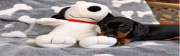 Bassotto cani in vendita: bassotto tedesco cucciolo a Città metropolitana di Milano - Annuncio 1