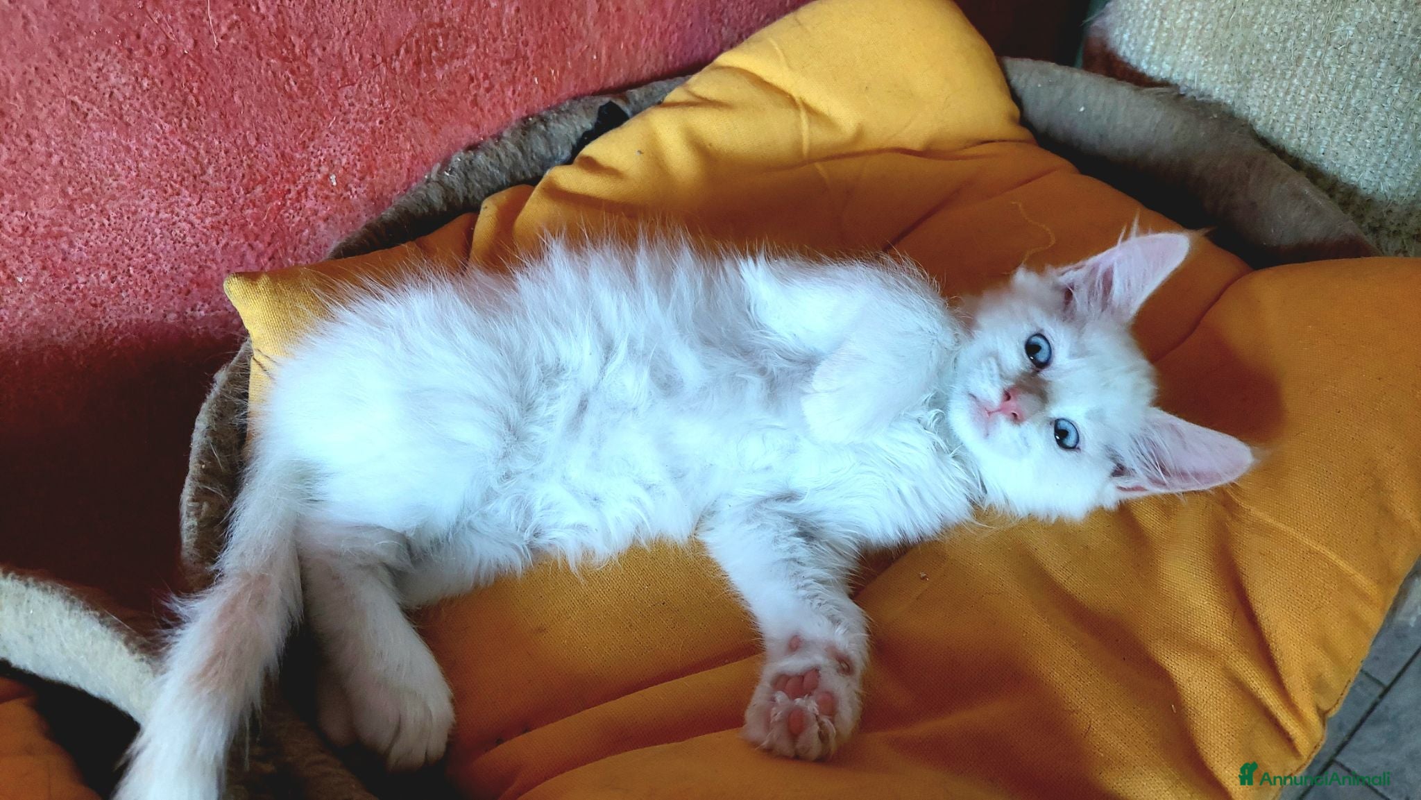Maine Coon gatti Maine coon cucciole Tortie,Red, White - Annuncio 13