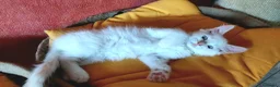 Maine Coon gatti in vendita: Maine coon cucciole Tortie,Red, White - Annuncio 1