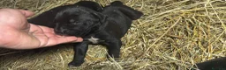 Cane Corso cani in vendita: Cuccioli neri di Cane Corso - Annuncio 2