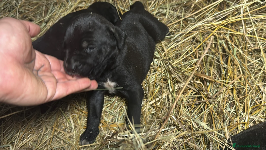 Cane Corso cani in vendita: Cuccioli neri di Cane Corso - Annuncio 2