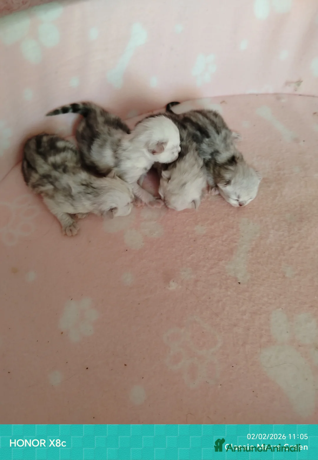 Persiano gatti in vendita: Gattini persiani chinchilla occhi verdi smeraldo  - Annuncio 3