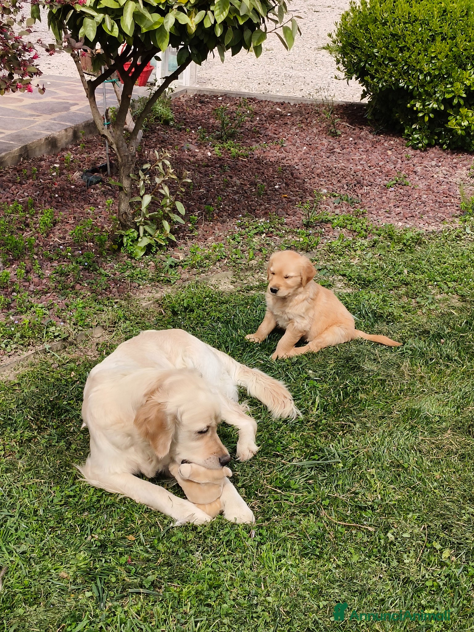 Golden Retriever cani Cuccioli di Golden retriever  - Annuncio 1