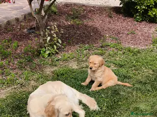 Golden Retriever cani Cuccioli di Golden retriever - Annuncio 1