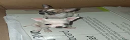 Chihuahua cani in vendita: Cuccioli Chihuahua - Annuncio 3