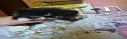 Persiano gatti in vendita: Cuccioli persiani  - Annuncio 5