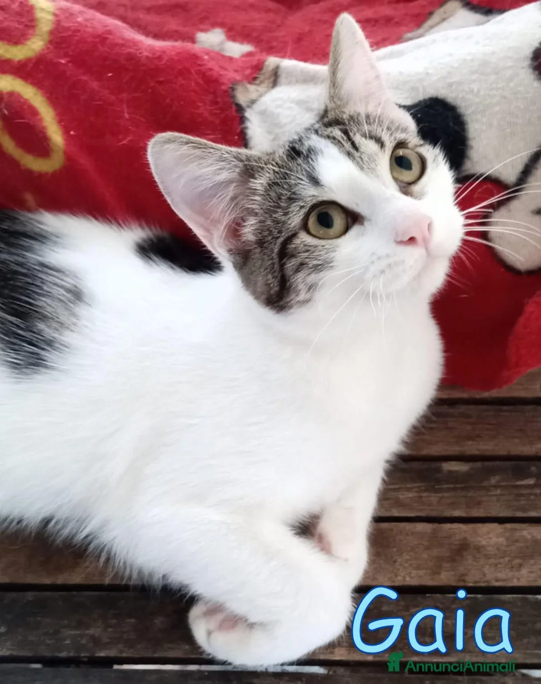 Europeo gatti in regalo: #GAIA E #GINO CERCANO CASA A ROMA! a Città metropolitana di Roma Capitale - Annuncio 1