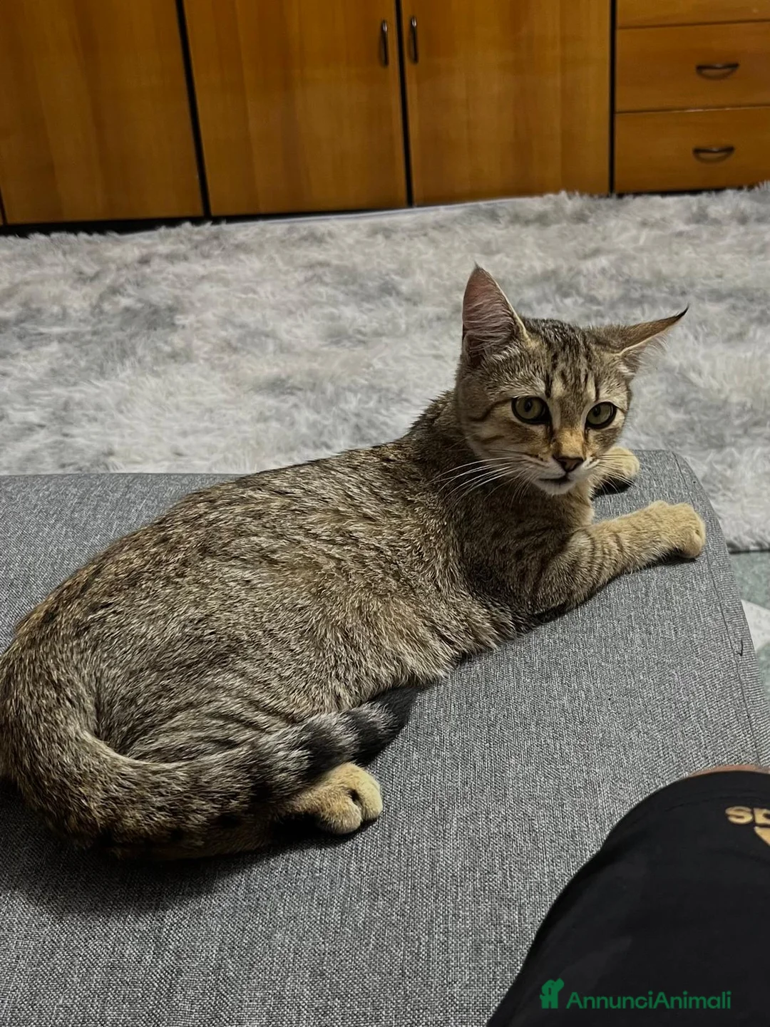 Meticcio gatti in regalo: GATTE - Annuncio 2