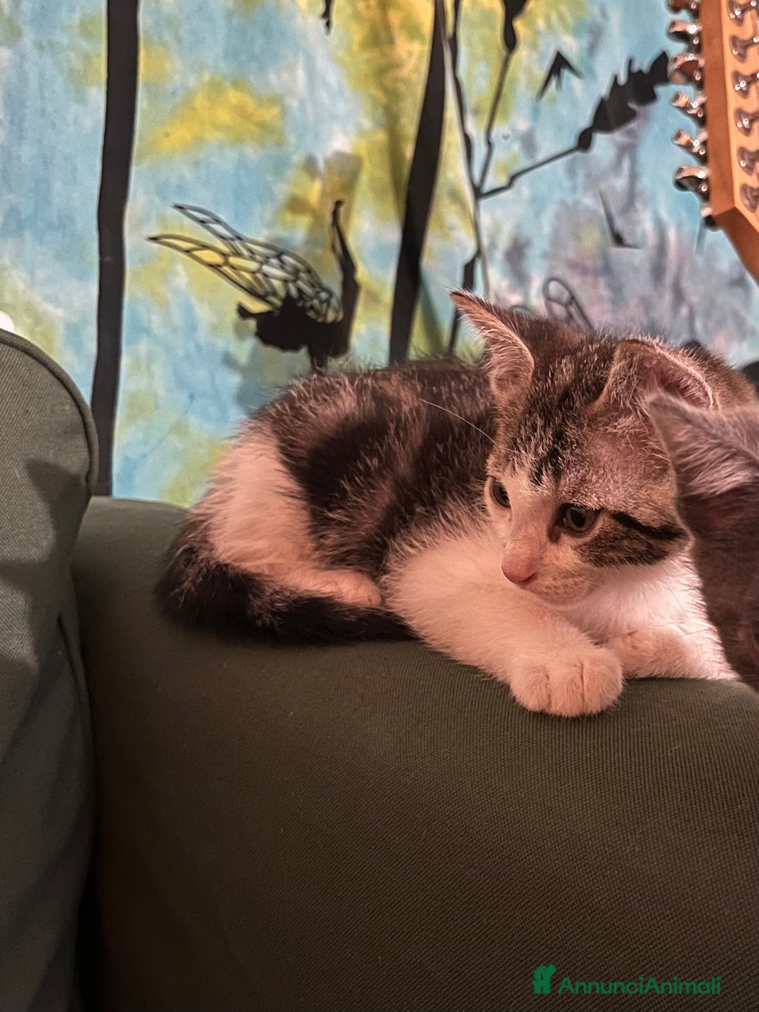 Altre razze gatti in regalo: Regalo coppia di fratellini - Annuncio 7