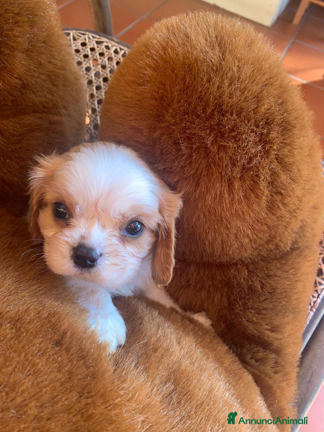 Cavalier King cani in vendita: Cuccioli di Cavalier King Charles Spaniel - Annuncio 13