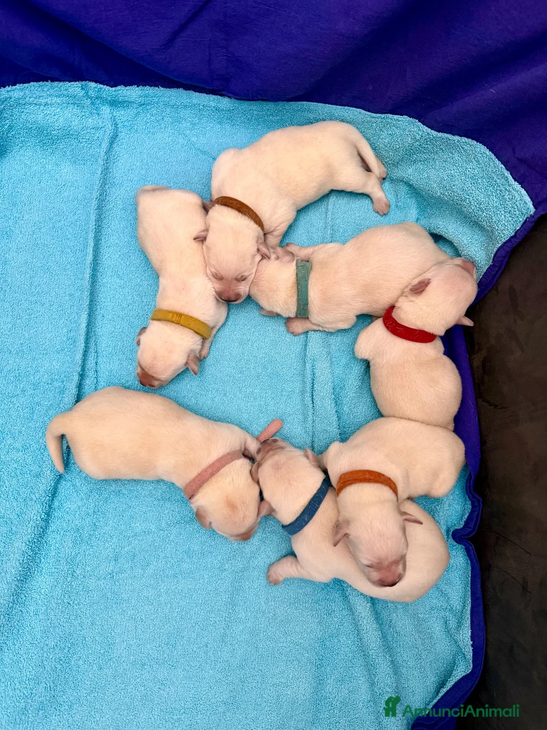 Labrador cani in vendita: Cuccioli Labrador miele a Provincia di Lodi - Annuncio 2