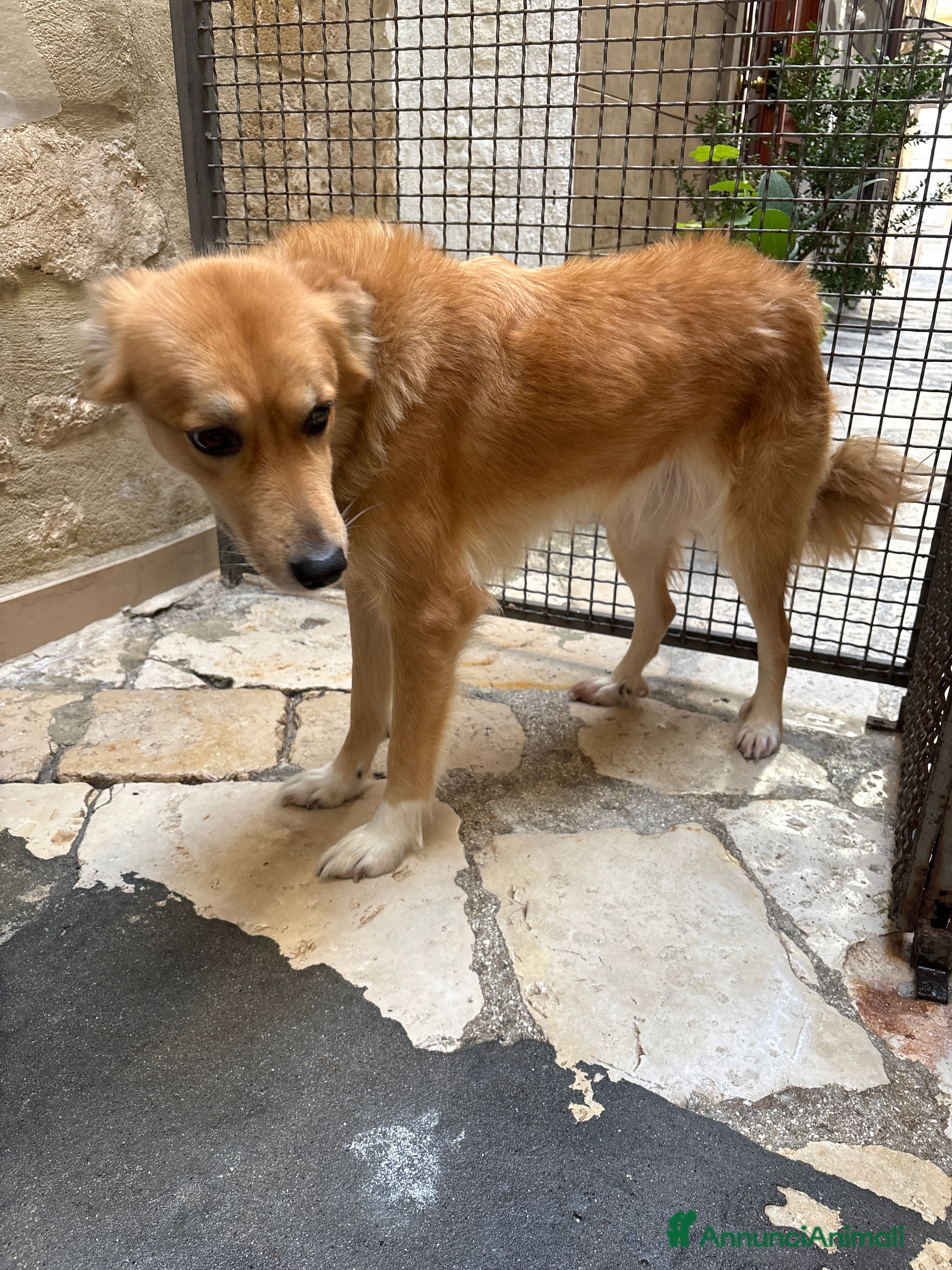 Meticcio cani Incrocio tra lupo e pastore Laika  - Annuncio 2