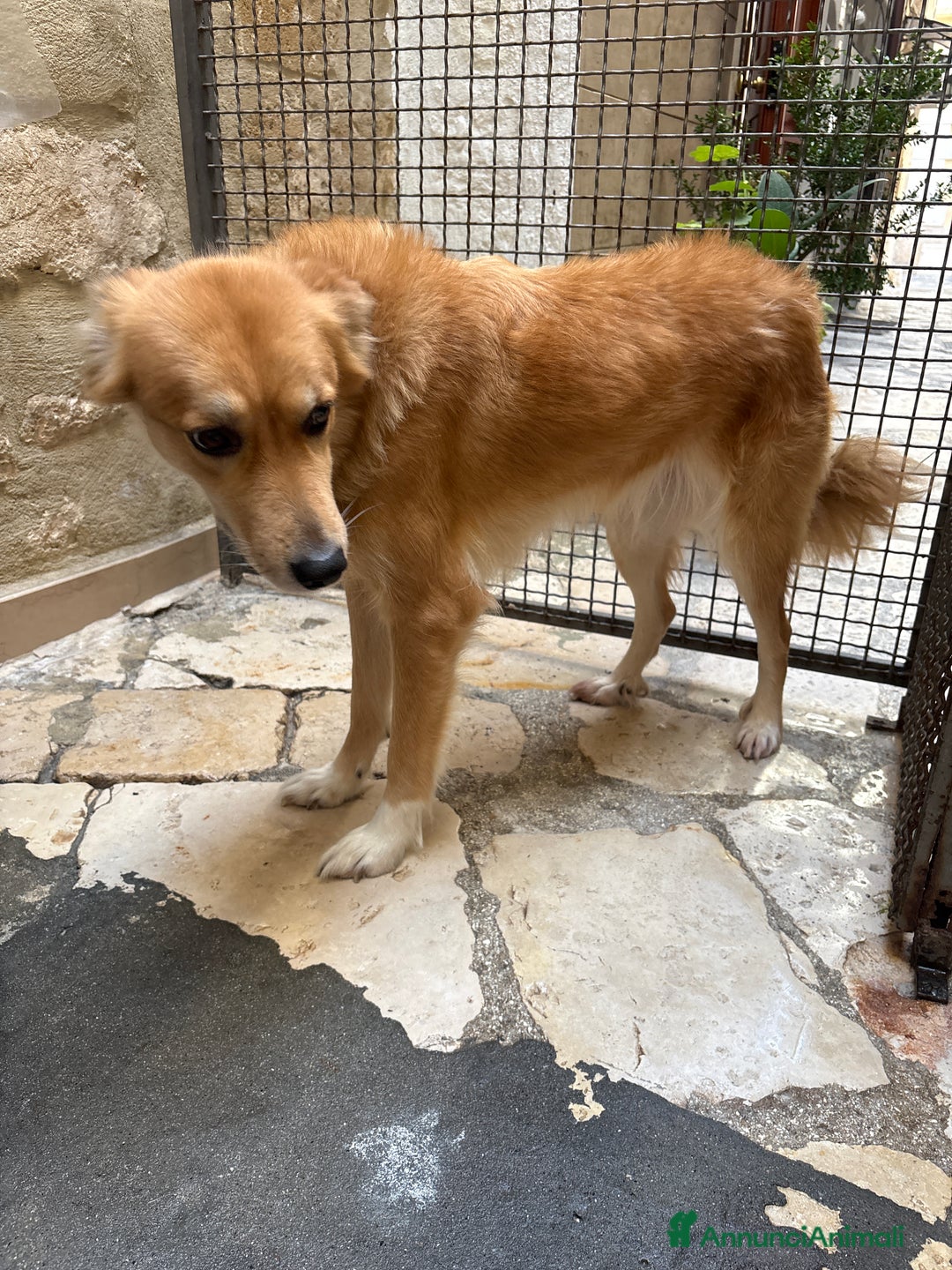 Meticcio cani in regalo: Incrocio tra lupo e pastore Laika  - Annuncio 2