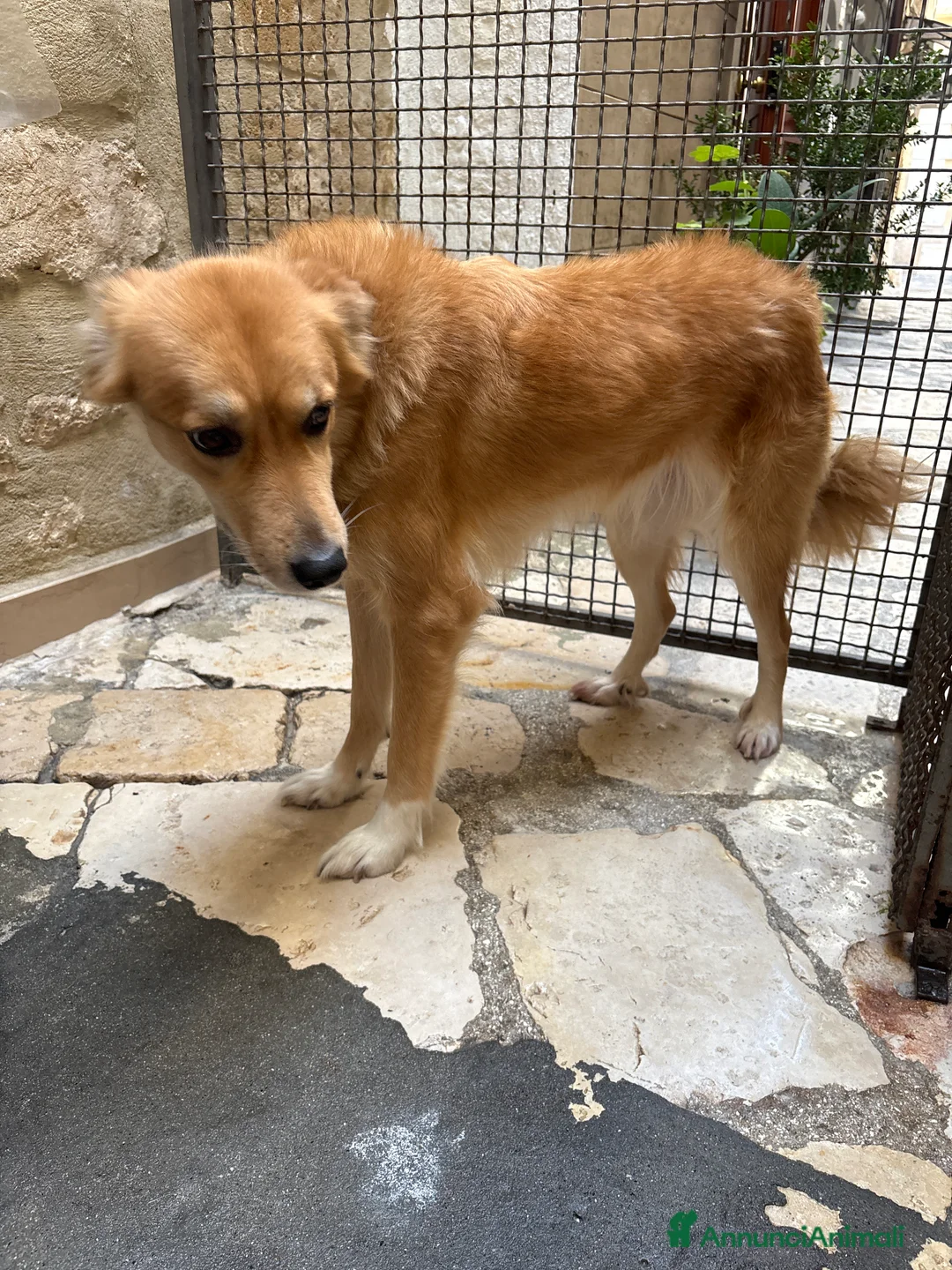 Meticcio cani in regalo: Incrocio tra lupo e pastore Laika  - Annuncio 2