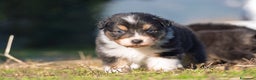 Australian Shepherd cani in vendita: Australian Shepherd  - Annuncio 40